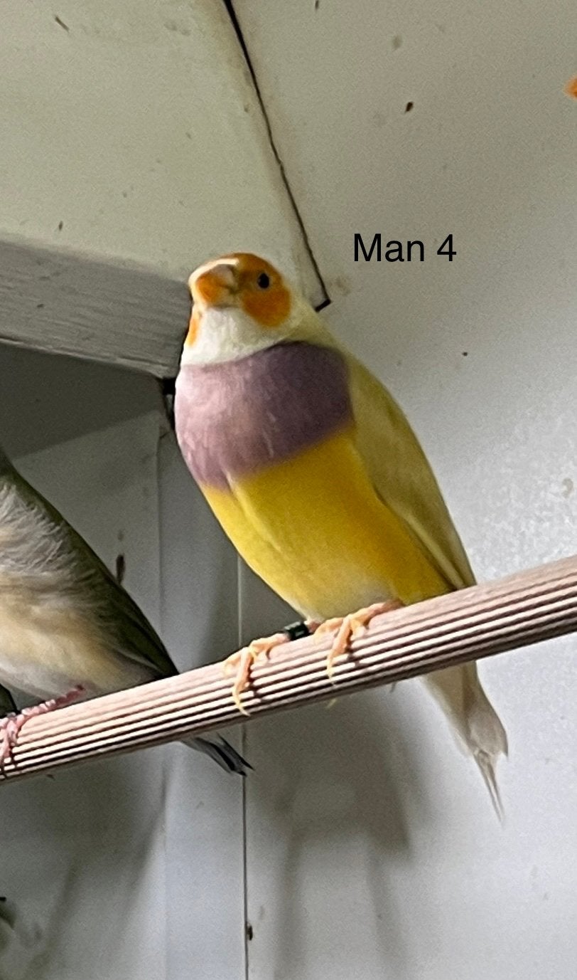 Goulds amadine man, Dieren en Toebehoren, Vogels | Overige Vogels, Mannelijk