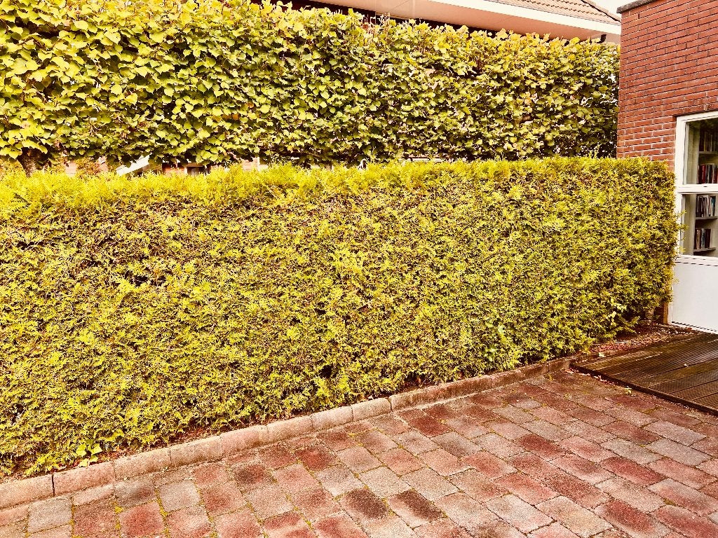 Verschillende volwassen coniferen (haag) te koop!, Tuin en Terras, Ophalen, Conifeer, 100 tot 250 cm