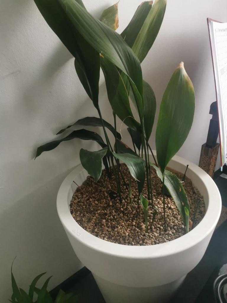 Gratis Huiskamer plant, Huis en Inrichting, Kamerplanten, Ophalen, Halfschaduw, Minder dan 100 cm