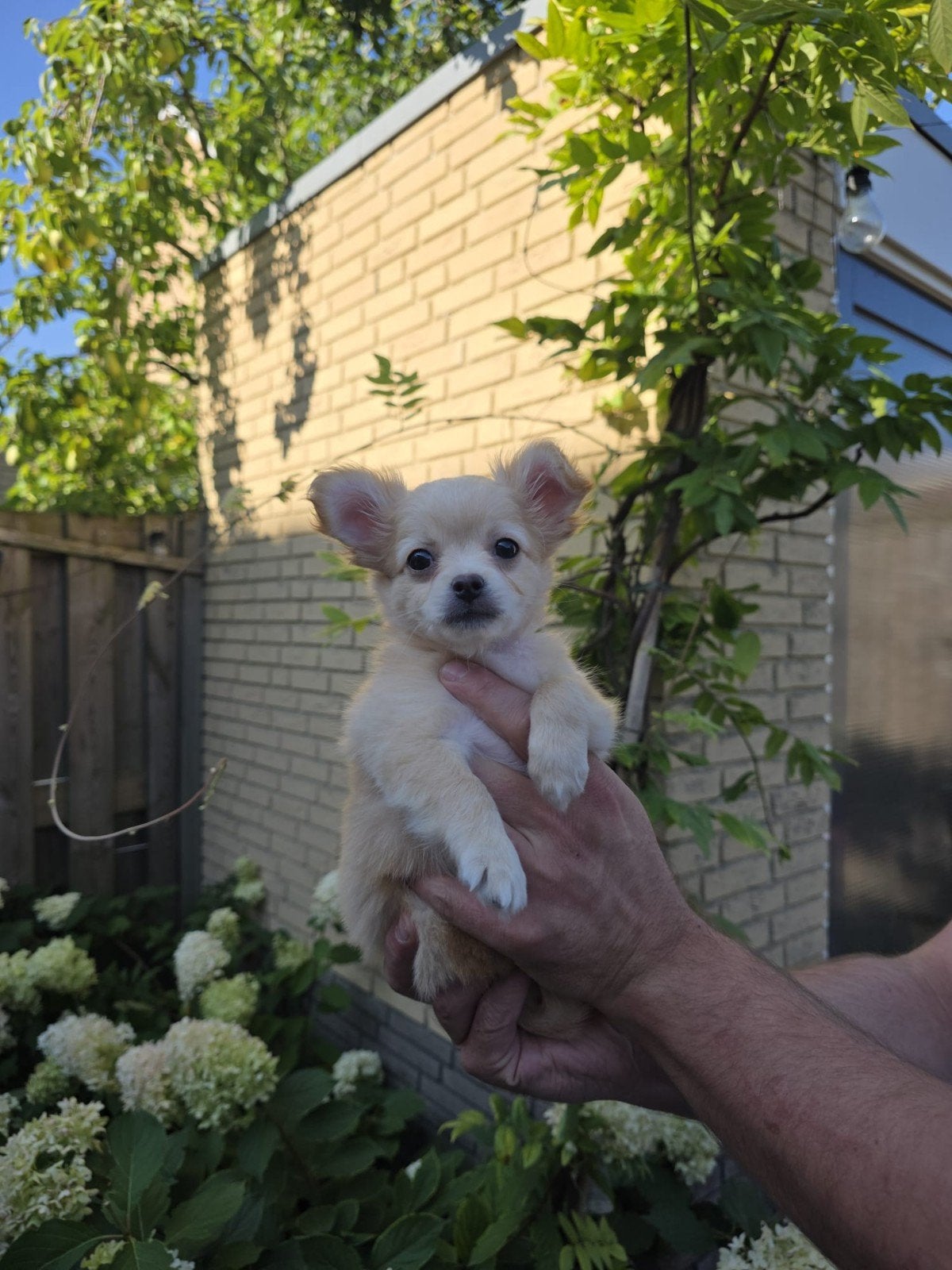 Chihuahua pups, Dieren en Toebehoren, Reu, 8 tot 15 weken, Meerdere, Chihuahua
