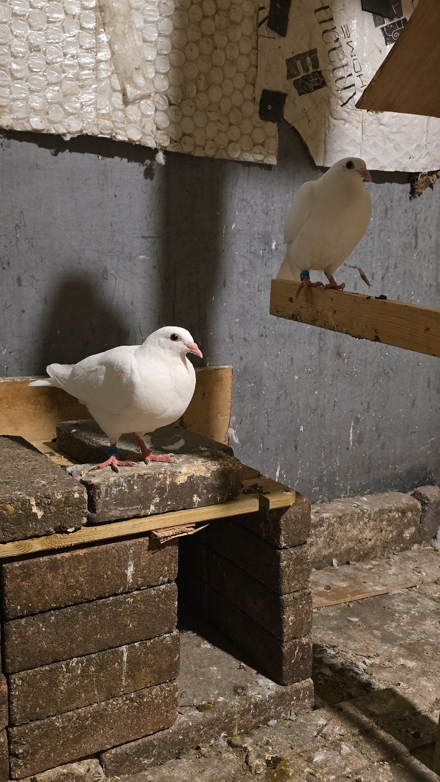 Vogels te koop klein