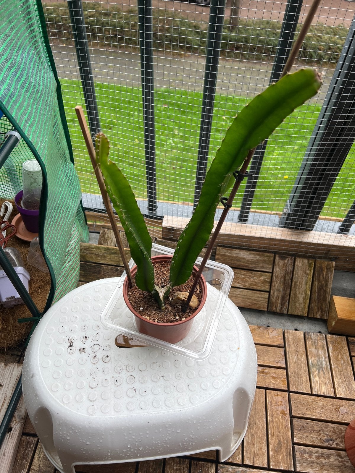 Drakenfruit plant - Pitaya stek, Volle zon, Vaste plant, Ophalen of Verzenden, Zomer