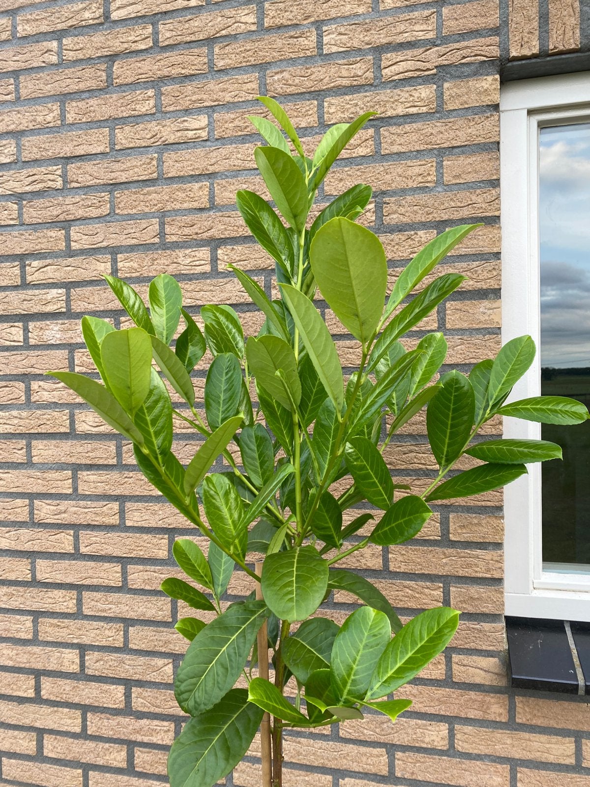 laurier rotundifolia op stam, Overige soorten, Minder dan 100 cm, Zomer, Ophalen