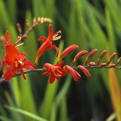 Mooie Crocosmia 'Lucifer' (Montebretia) in pot!, Ophalen, Overige soorten, Volle zon
