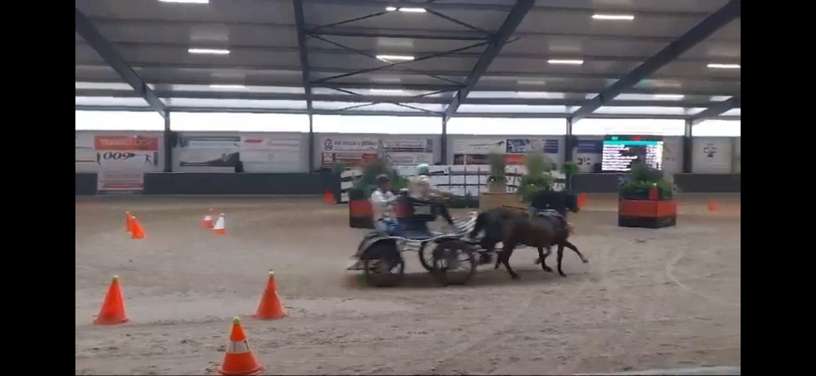 Bomproof Welsh kinderpony en men pony, Ruin, B pony (1.17m tot 1.27m), 11 jaar of ouder, Tuigpony