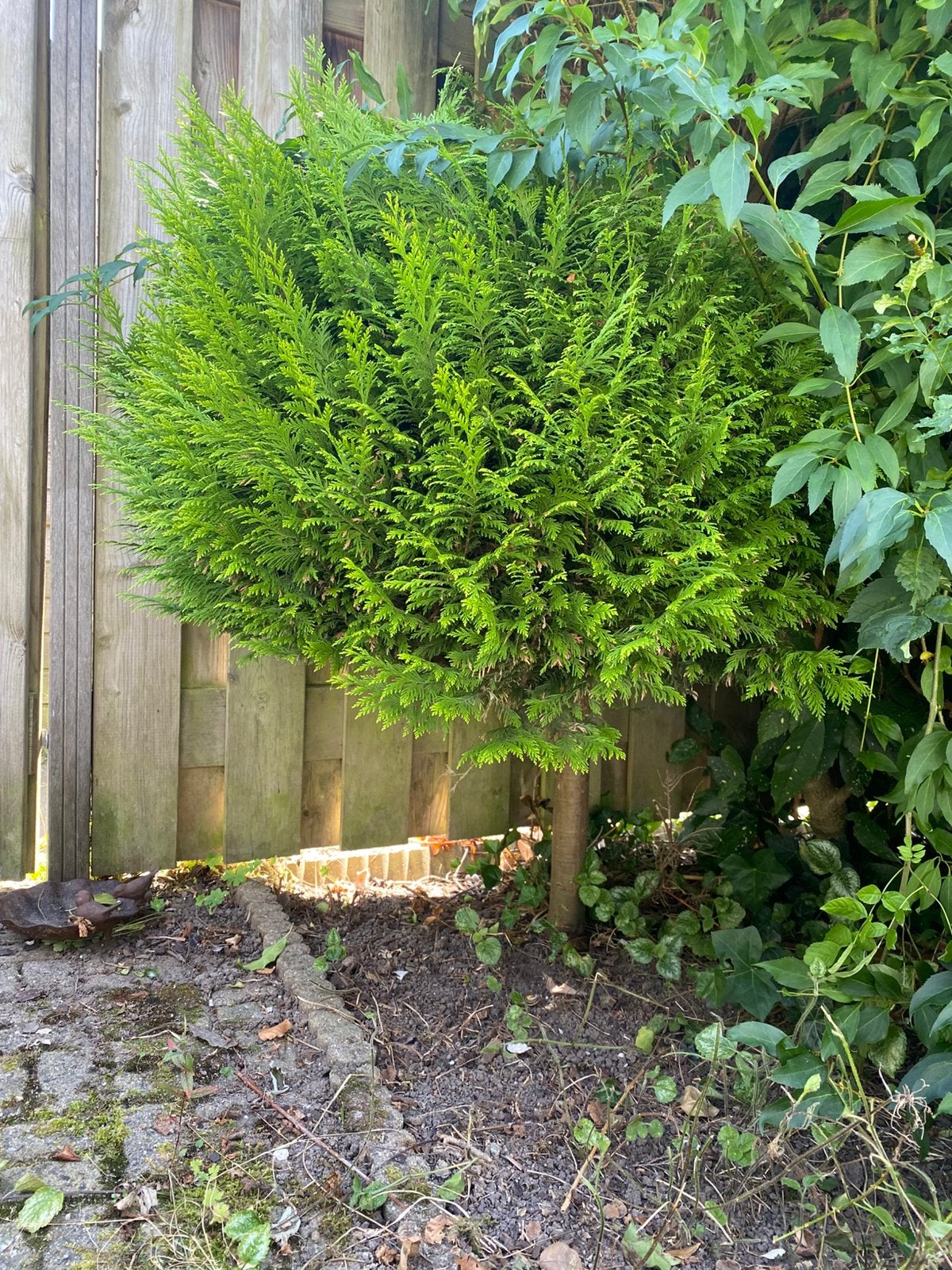 Conifeer op stam, Tuin en Terras, Planten | Bomen, Ophalen, Bloeit niet, Halfschaduw, Overige soorten