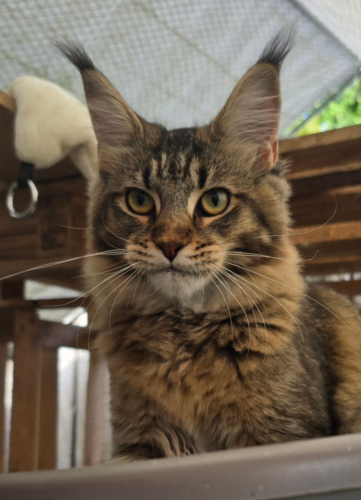 heel mooie jonge Maine Coon poes, Poes, Met stamboom, 0 tot 2 jaar