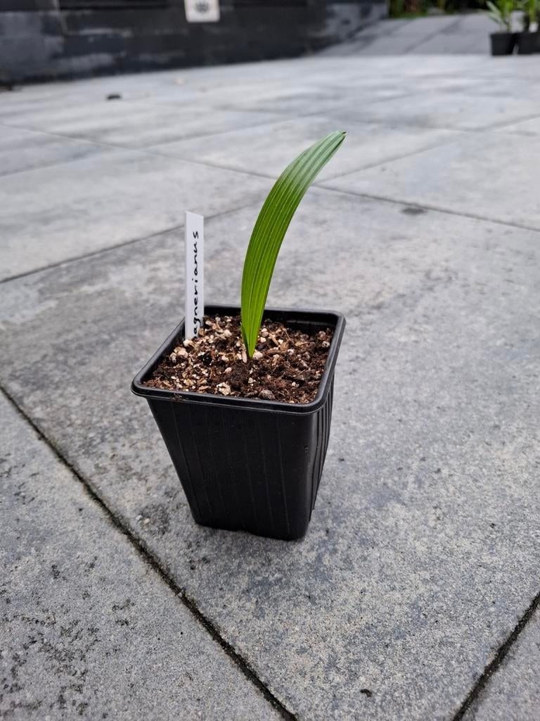 Zuivere Trachycarpus wagerianus zaailingen., Ophalen of Verzenden, Vaste plant, Overige soorten, Volle zon