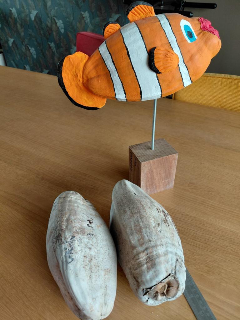 2 grote droge kokosnoten 23 cm., Ophalen of Verzenden