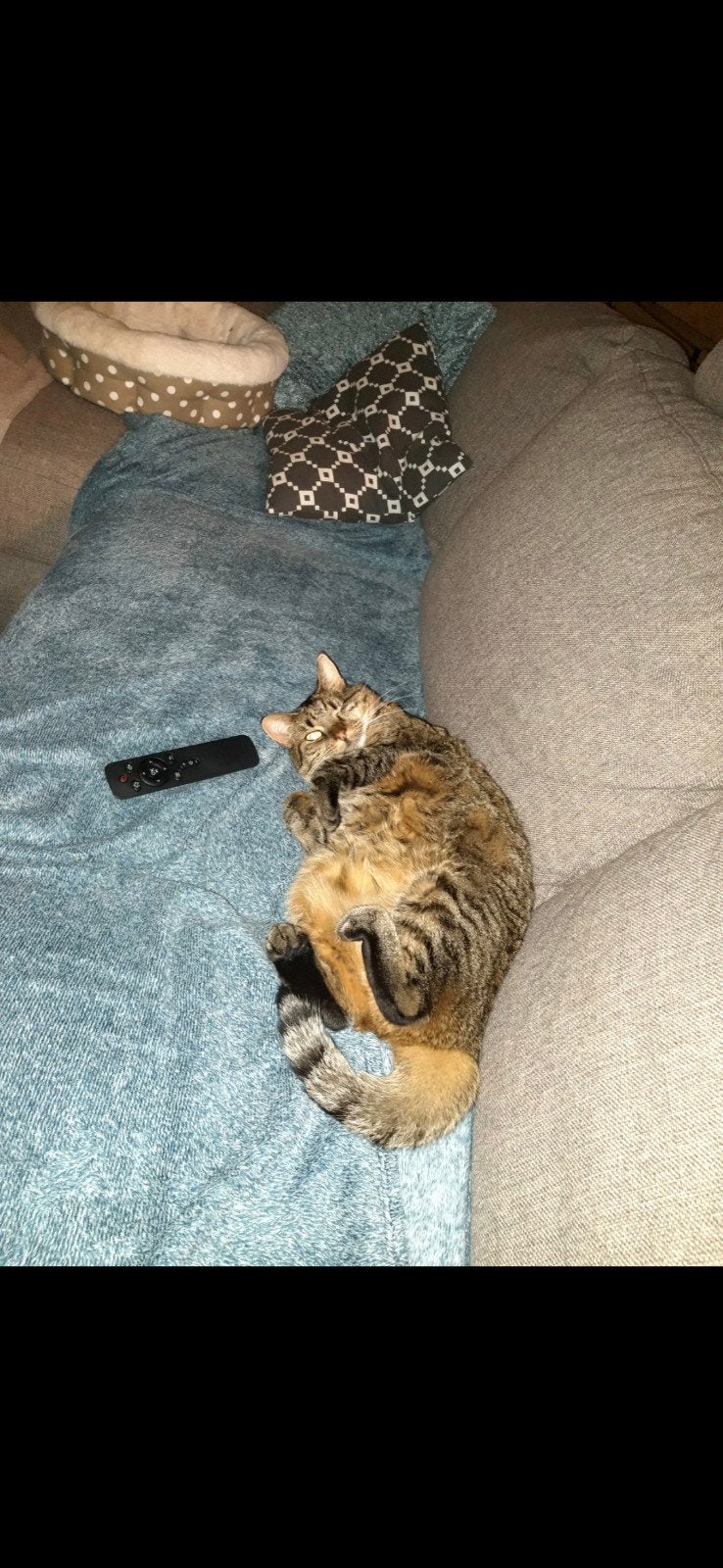 Lieve huispoes zoekt een fijn nieuw thuis., Poes