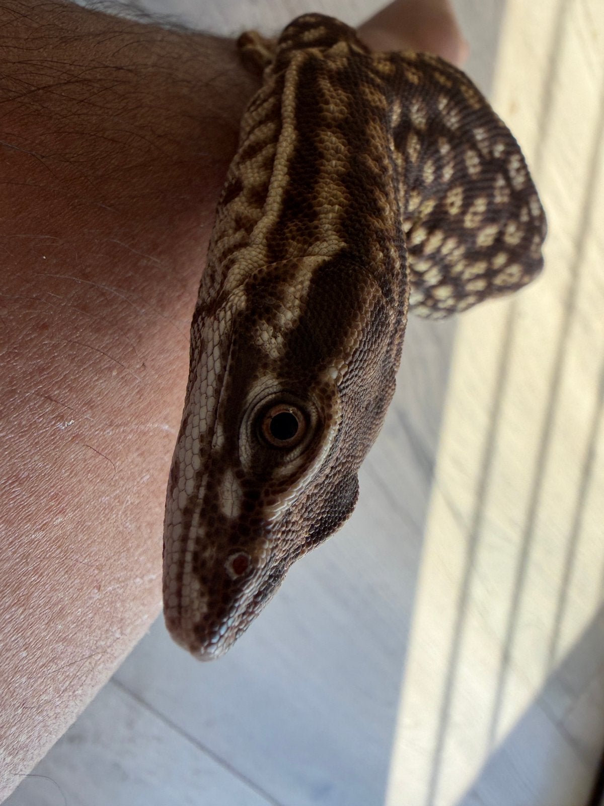 Ackie Monitor(Varanus acanthurus) Monitor Lizard photo 5