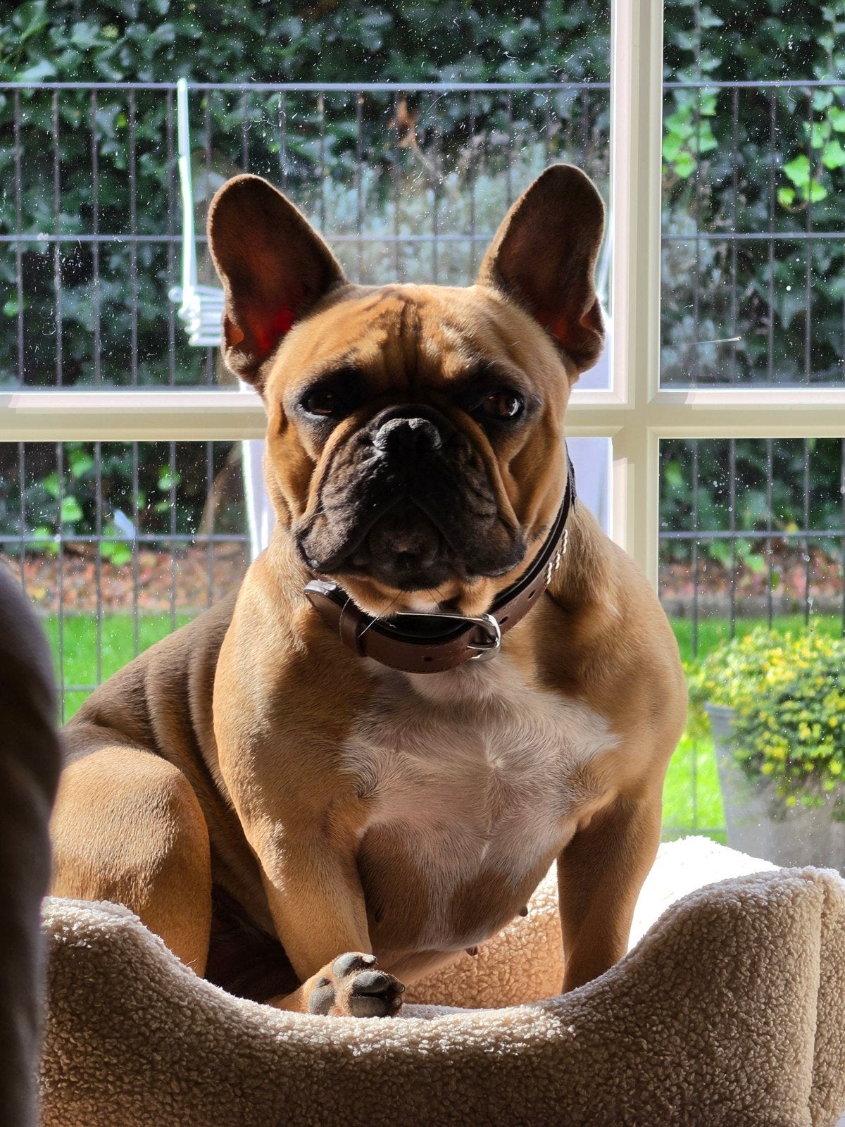 franse bulldog teef zoekt adres in de buurt, 1 tot 2 jaar, Teef, Bulldog, Eén hond