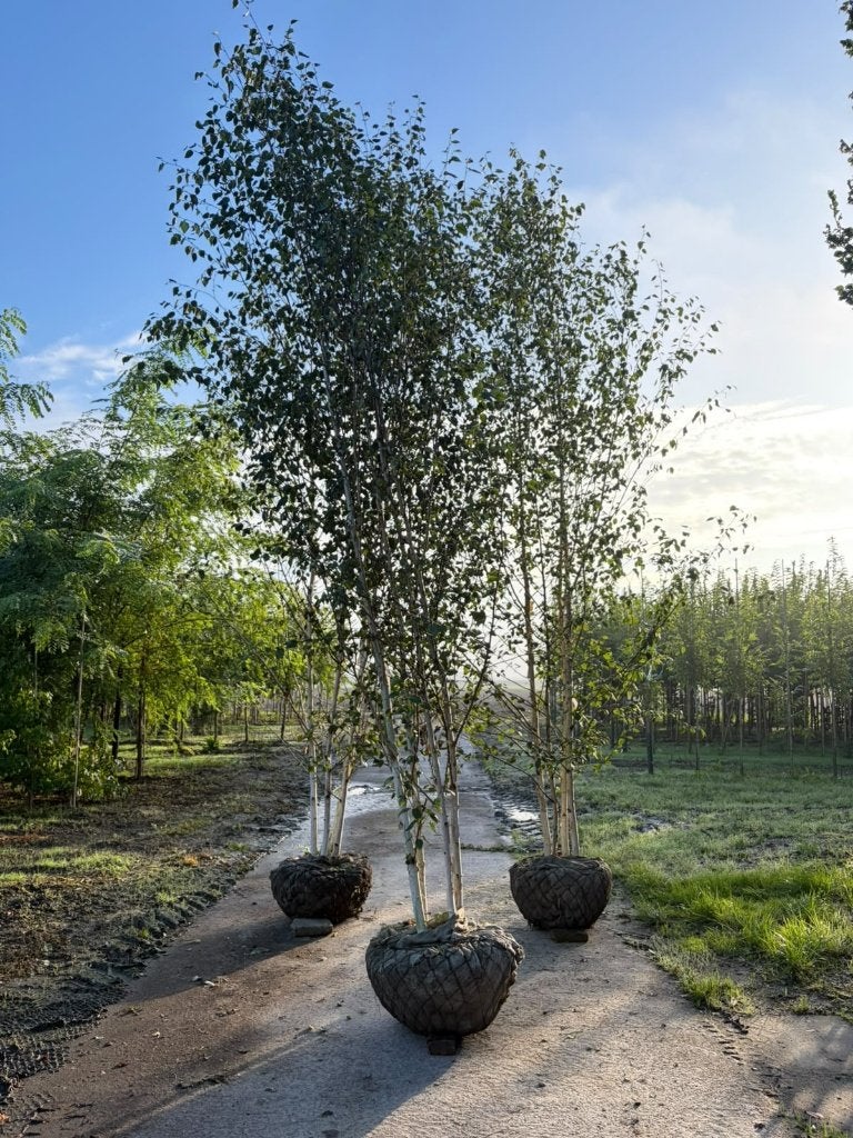 Betula ut. Doorenbos meerstammig  350-400 witte berk, Bloeit niet, Overige soorten, 400 cm of meer, Ophalen