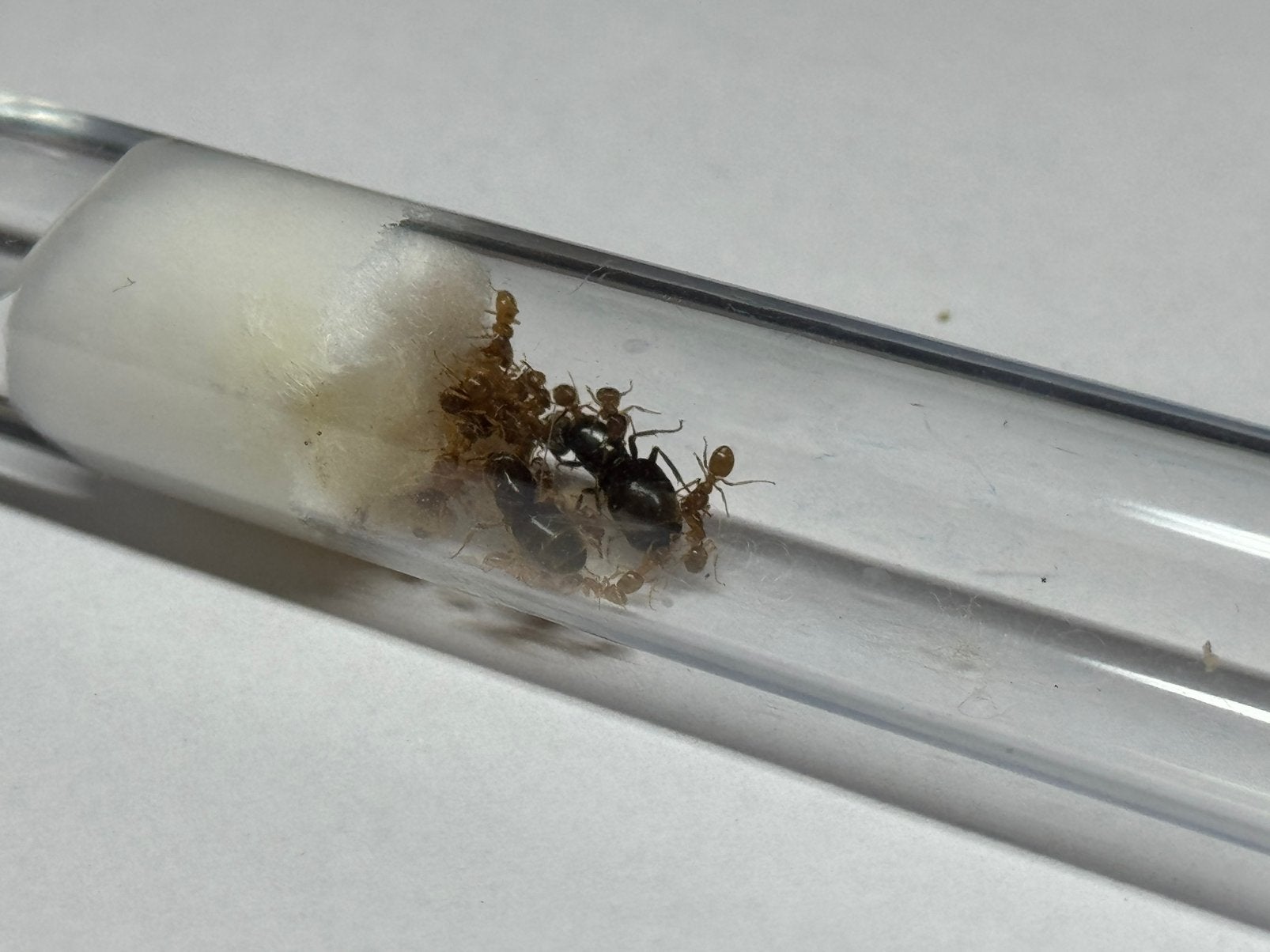 2Q Lasius flavus | +~15 werkers en broed, Dieren en Toebehoren, Mieren