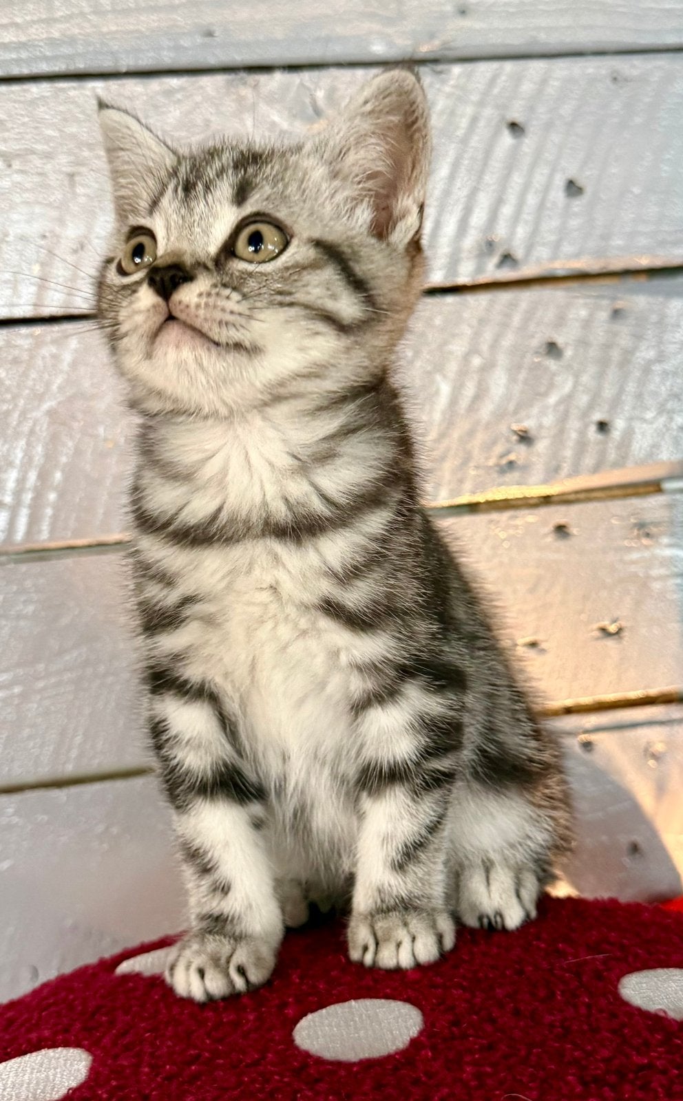 lieve Britse korthaar silver tabby blotched met stamboom, Kater, Met stamboom, 0 tot 2 jaar