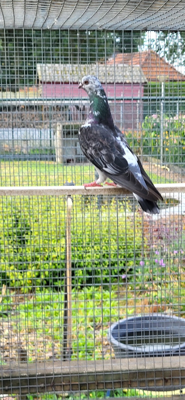 Figurita duiven, Meerdere dieren, Postduif