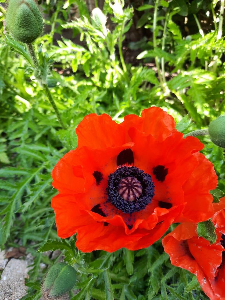 Zaad papaver vaste plant, Ophalen of Verzenden, Voorjaar, Volle zon, Zaad