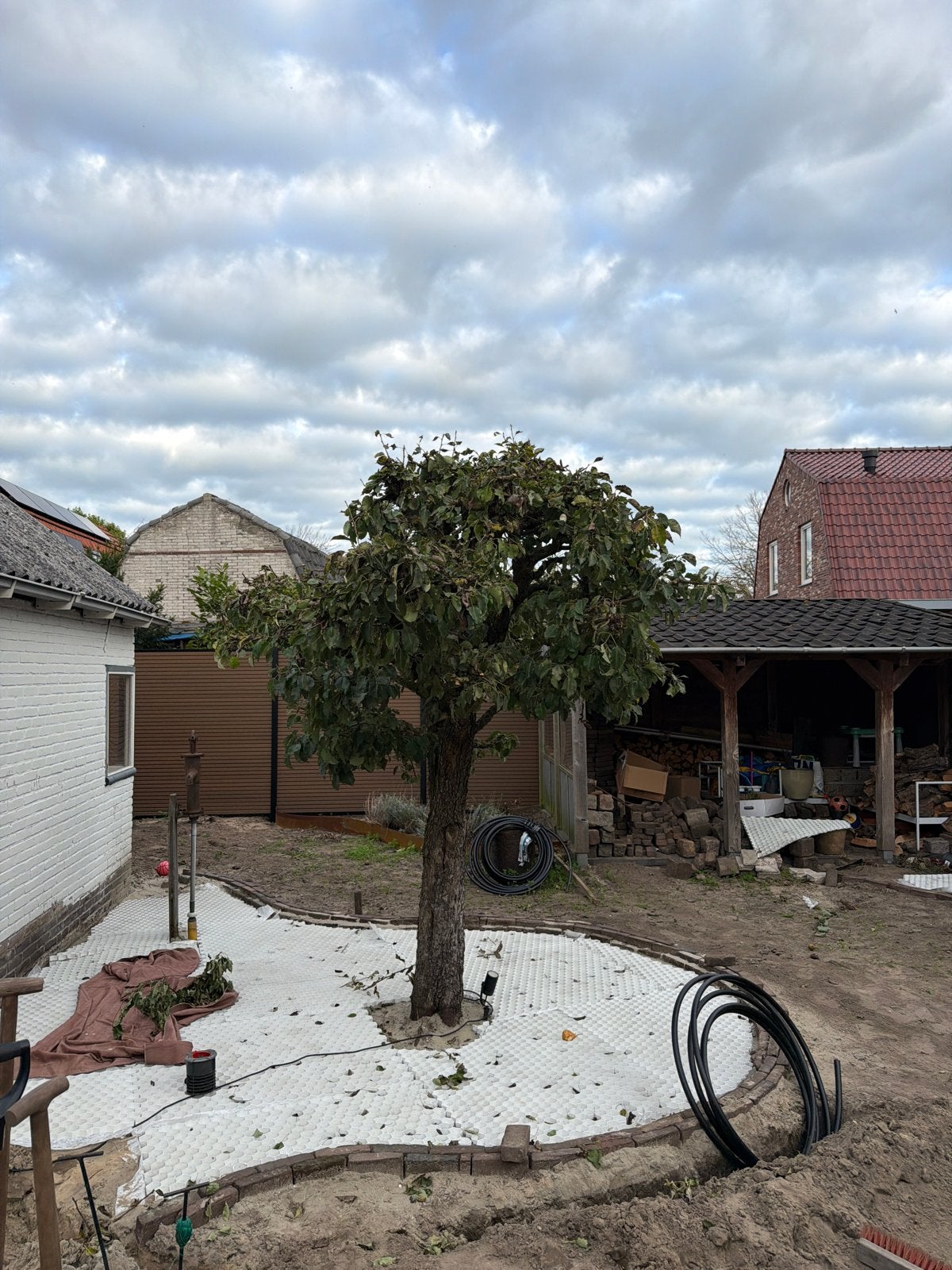 Grote stoofperenboom van 3 meter hoog, Overige soorten, Lente, 250 tot 400 cm, Ophalen