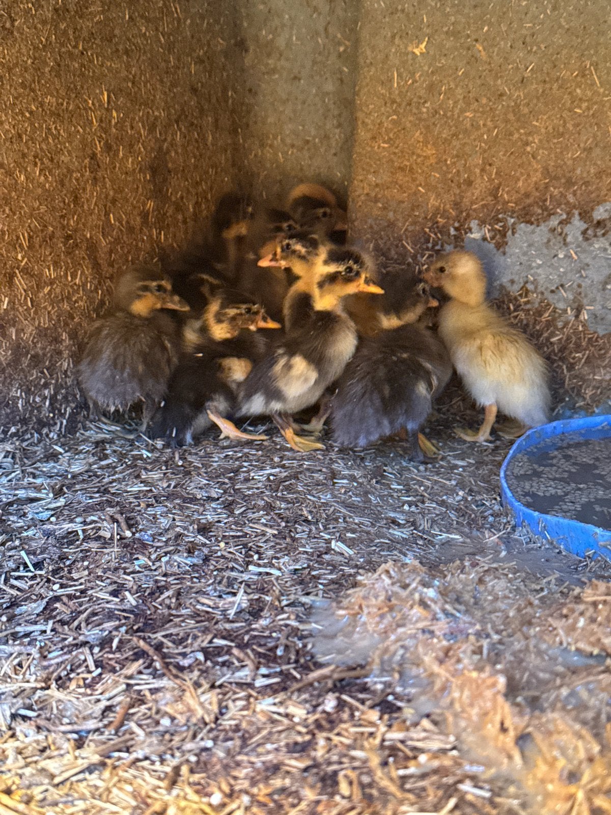 Eenden kuikens, Dieren en Toebehoren, Pluimvee, Meerdere dieren, Eend