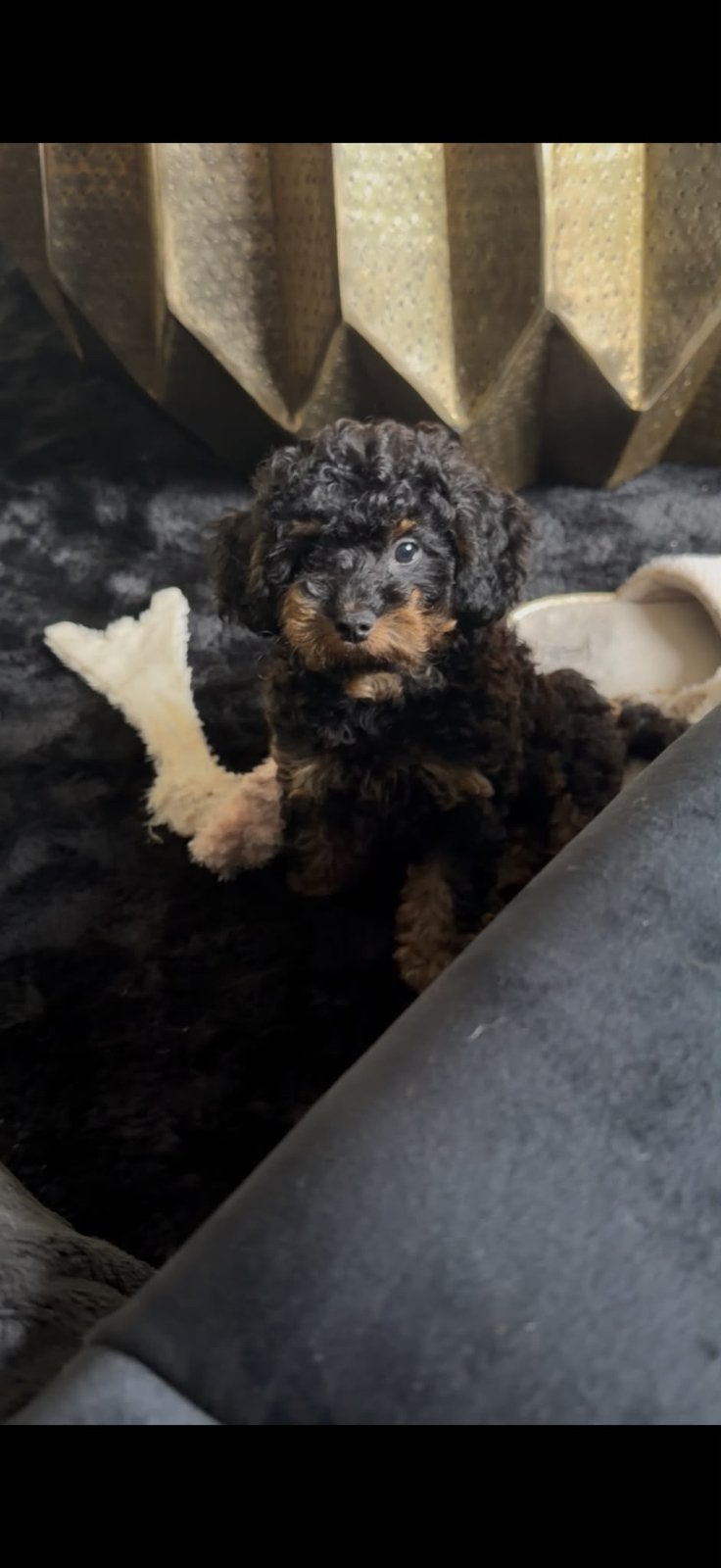 Prachtige Phantom ( black an tan ) reu zoekt 5️ huisje, Poedel, Reu, CDV (hondenziekte), 8 tot 15 weken