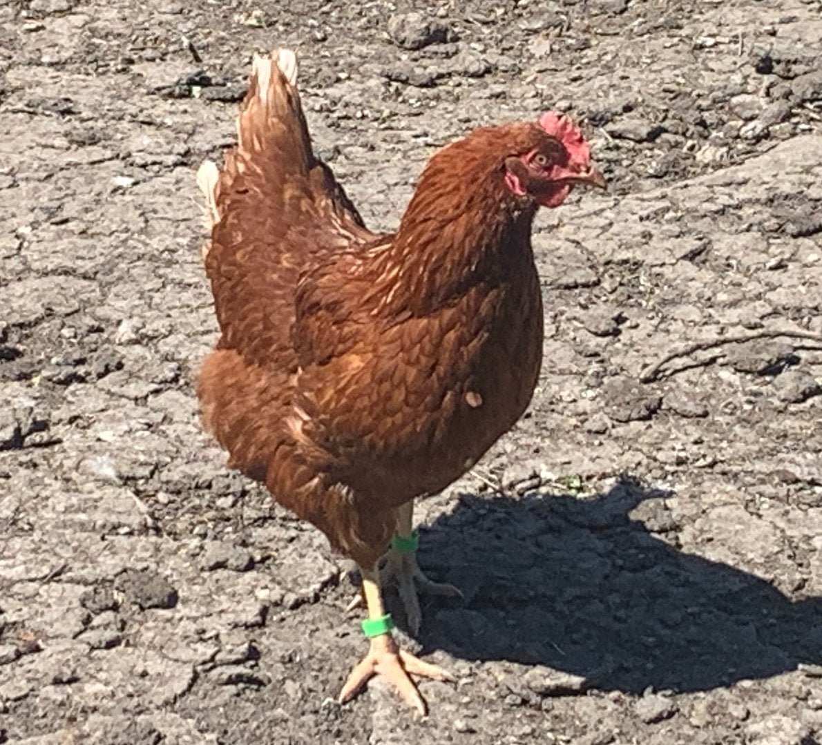 Isa Brown broedeieren, Dieren en Toebehoren, Pluimvee, Geslacht onbekend, Kip