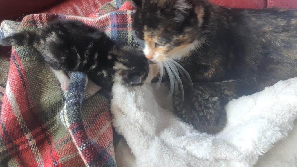 ♂️♀️2 gezellige cyper kittens🐾🐈‍⬛🐈‍⬛  via app, Kater, Kortharig