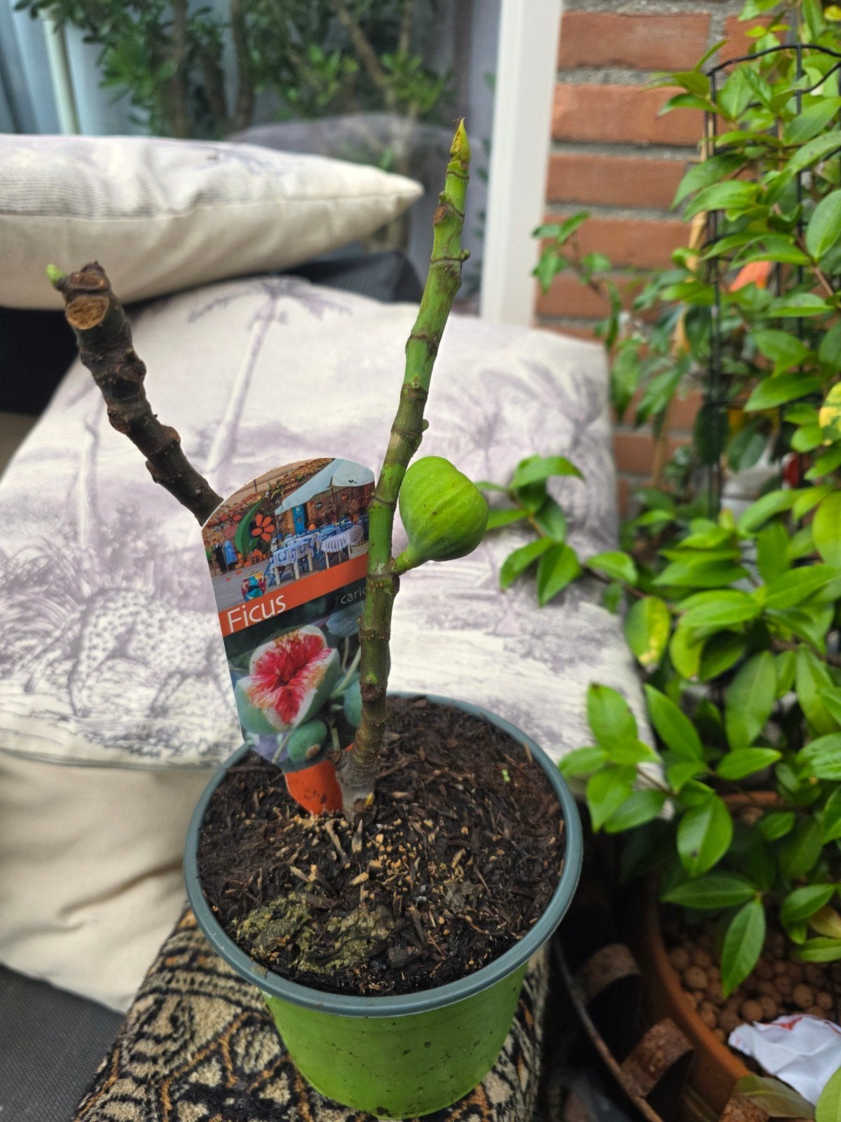 Ficus carica vijgenboom - Jonge plant met vrucht, Ophalen, Volle zon, Vaste plant, Zomer