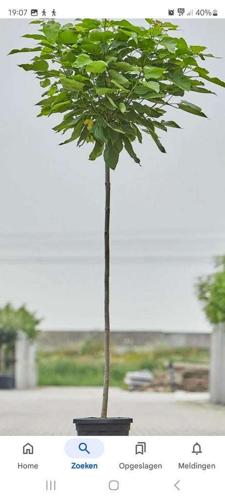 Bolcatalpa in pot - Ideaal voor elke tuin!, Tuin en Terras, Ophalen of Verzenden