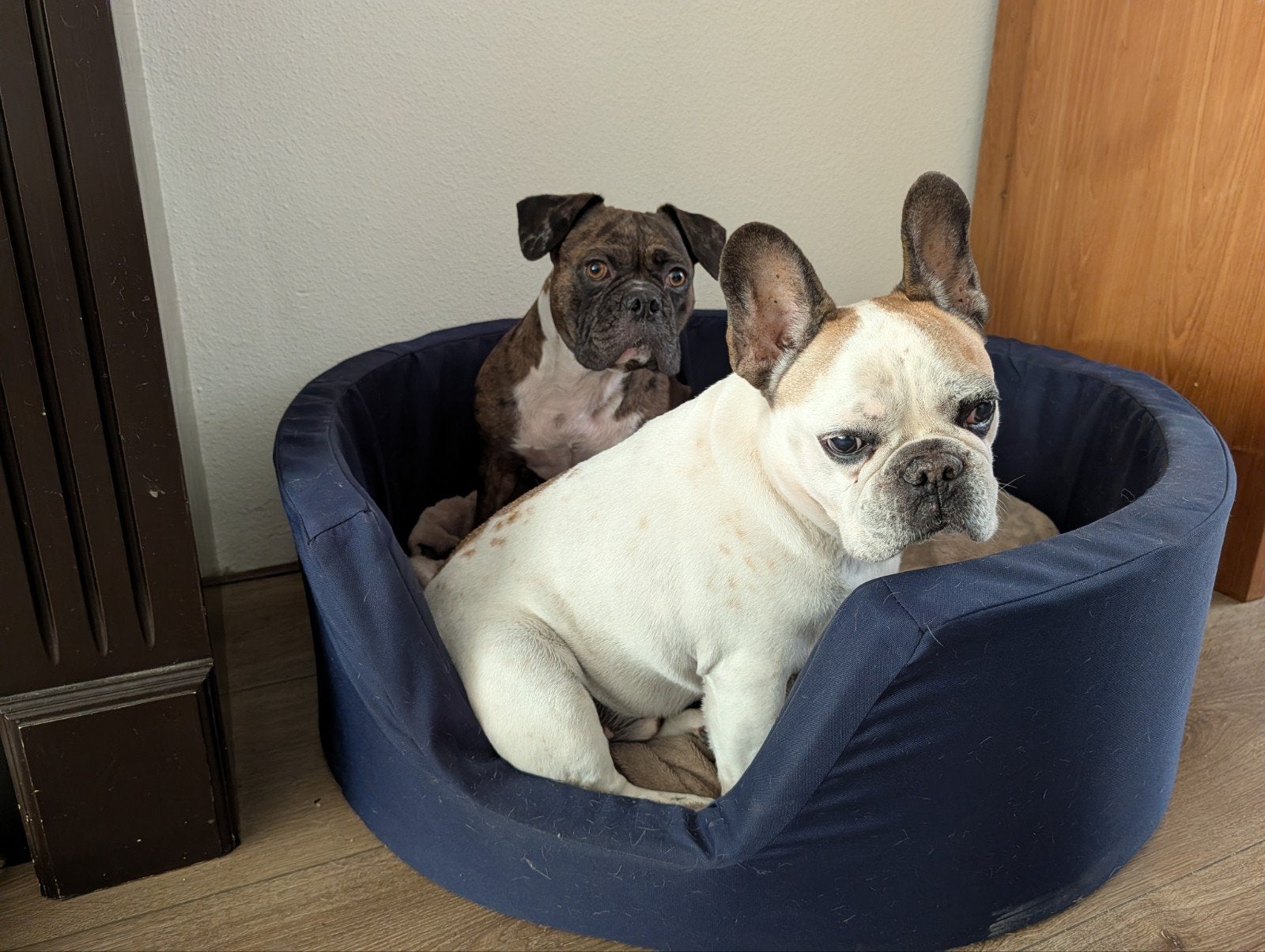 blauwe ronde honden mand, Ophalen, Zo goed als nieuw