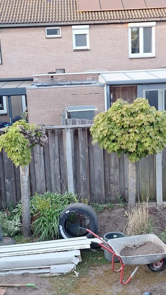 3x Boompje gratis op te halen, Ophalen of Verzenden, Volle zon, Overige soorten