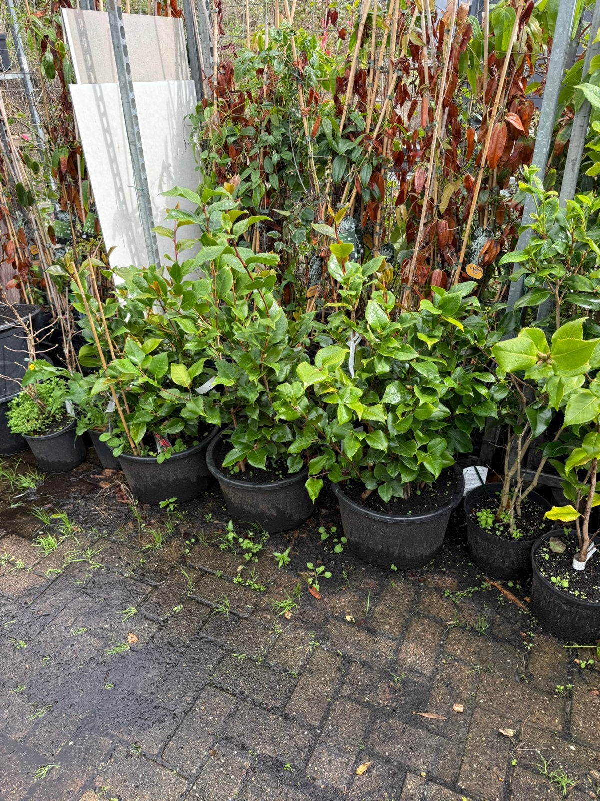 Camelia of japanse roos in flinke kuip wintergroen kleurrood, Tuin en Terras, Vaste plant, Halfschaduw, Lente, Ophalen