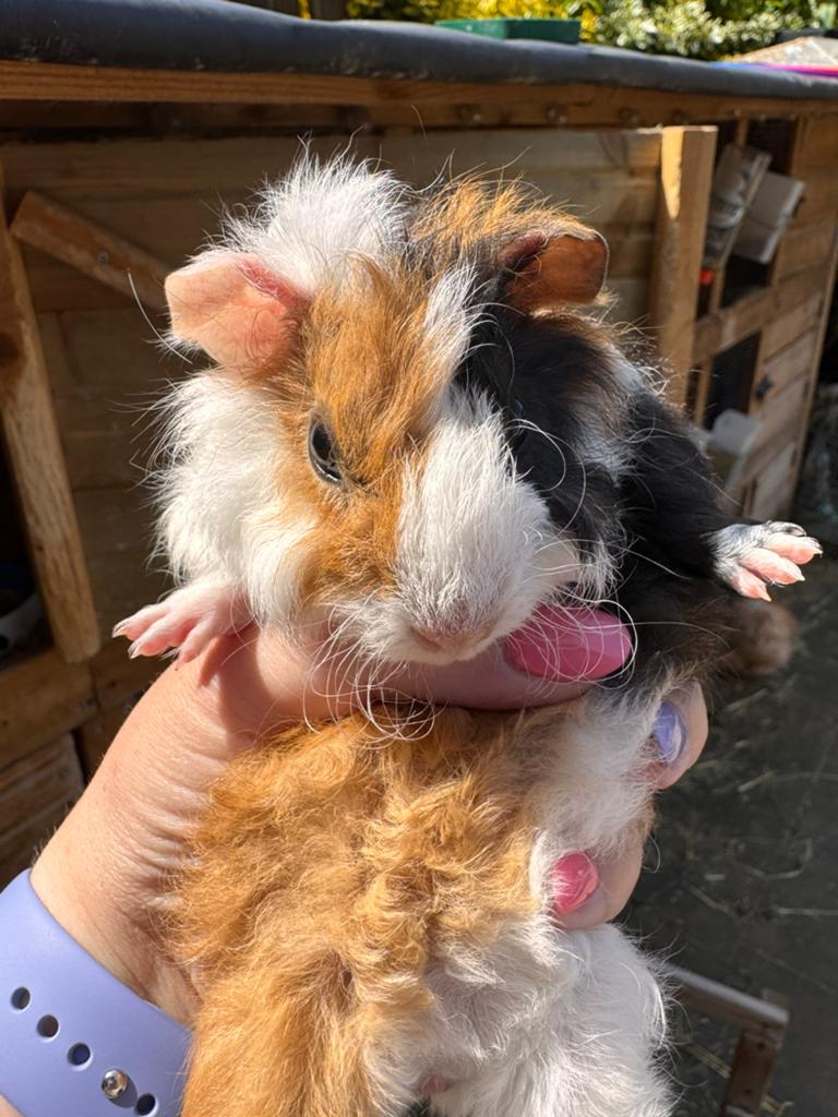 Schattige baby cavia’s te koop, Dieren en Toebehoren, April, Meerdere dieren, Cavia