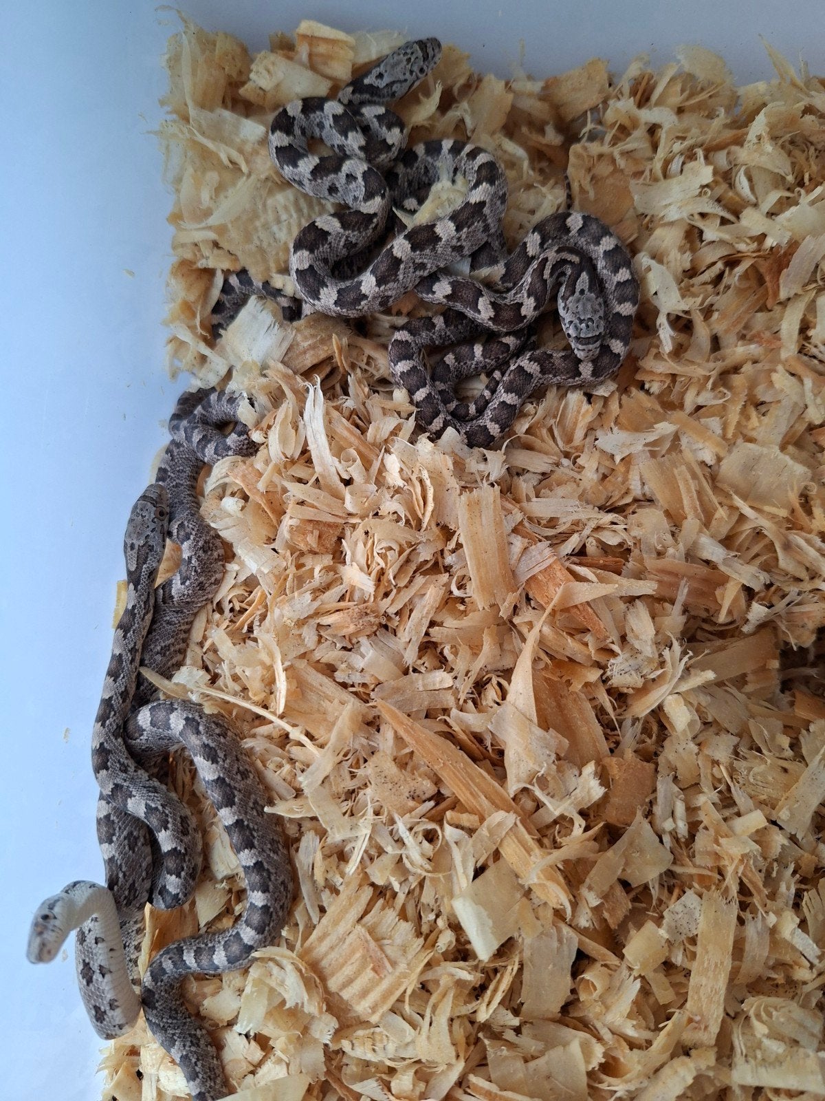 Pantherophis obsoletus , zwarte rattenslang., Dieren en Toebehoren, Reptielen en Amfibieën