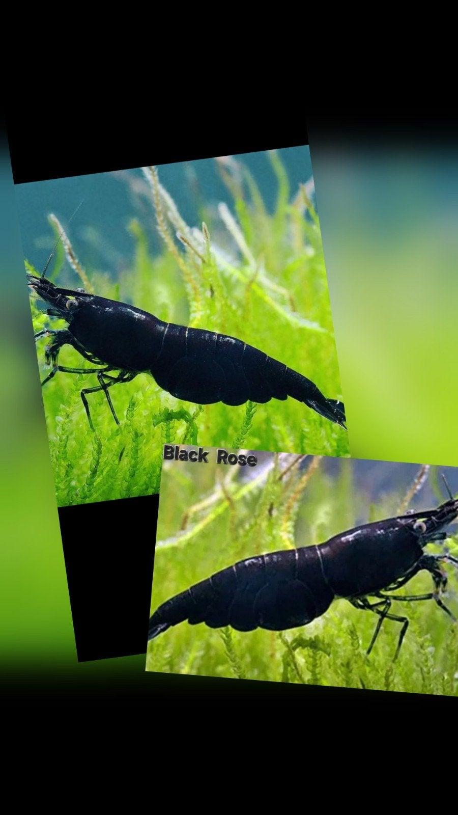 Garnalen zwart Neocaridina op kraanwater, Kreeft, Krab of Garnaal, Zoetwatervis, Schoolvis