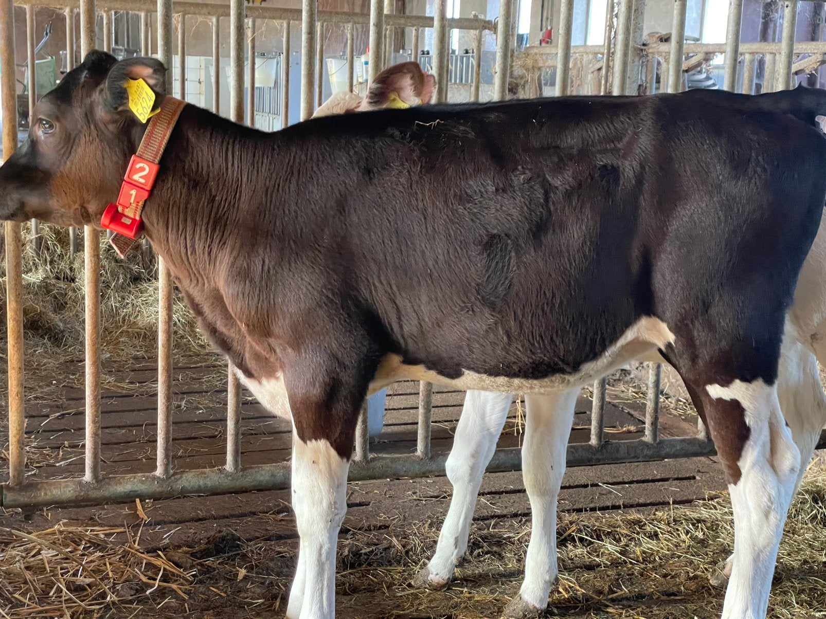 Vaarskalf holstein zwartbont, Vrouwelijk, 0 tot 2 jaar