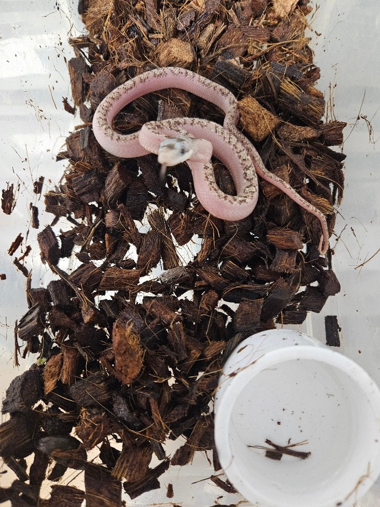 Pantherophis obsoleta White sided Texaanse rattenslang Rat Snake photo 2