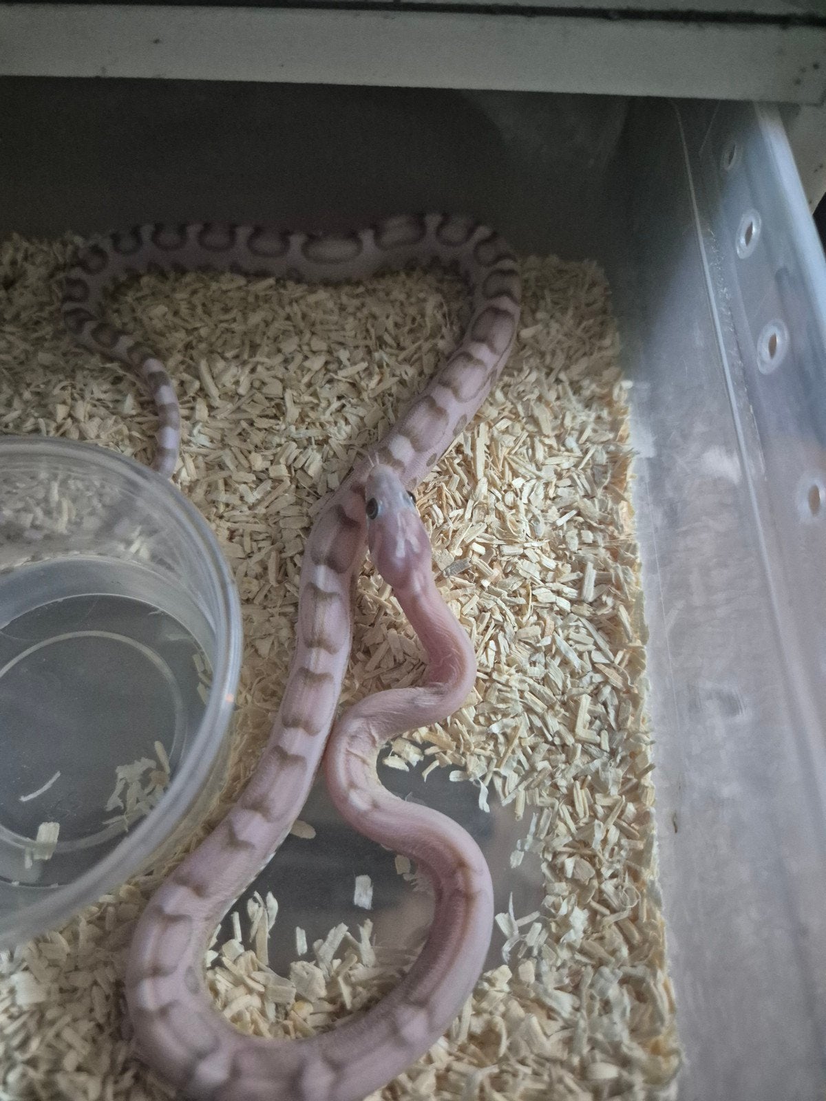 Scaleless ultramel anery,elaphe guttata,rattenslang, Slang, 0 tot 2 jaar