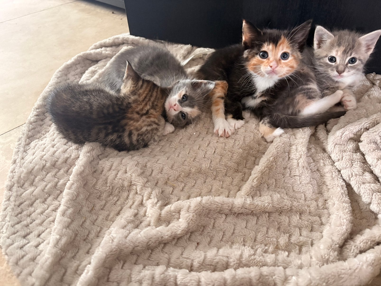 Super lieve kittens te koop, Dieren en Toebehoren, Katten en Kittens | Raskatten | Korthaar, Meerdere dieren, Ontwormd