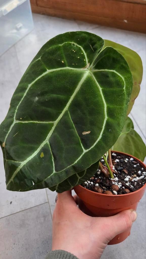 Sport variegated Anthurium crystallinum, Ophalen of Verzenden, Halfschaduw, Minder dan 100 cm