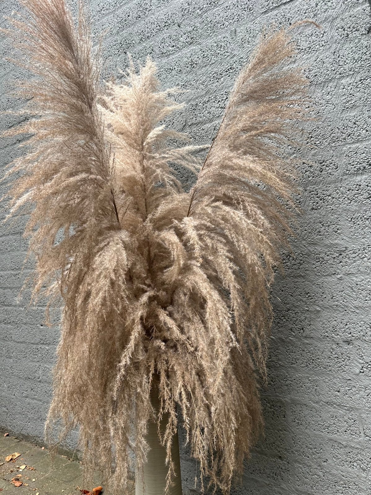 Pampas pluimen 1.50m, Ophalen, Zo goed als nieuw