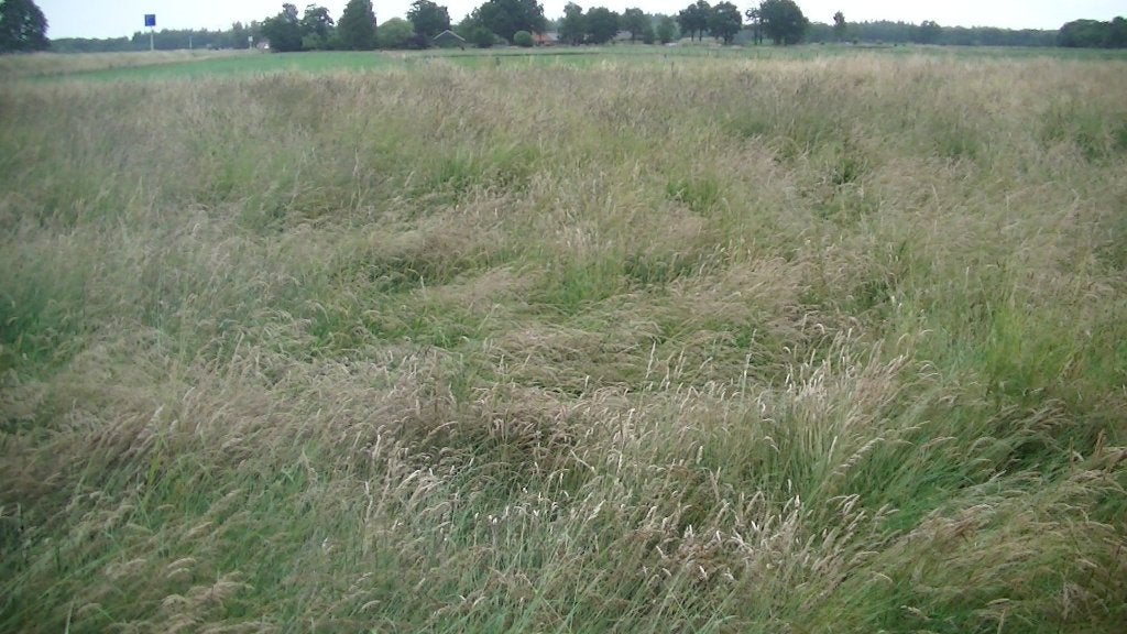 🌈Hooi kuil-gras op stam [ 1 Ha. ] 2e snede 🌈, Ophalen, Vee