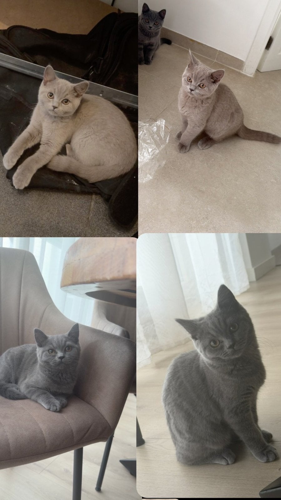 Kittens, Kater, 0 tot 2 jaar