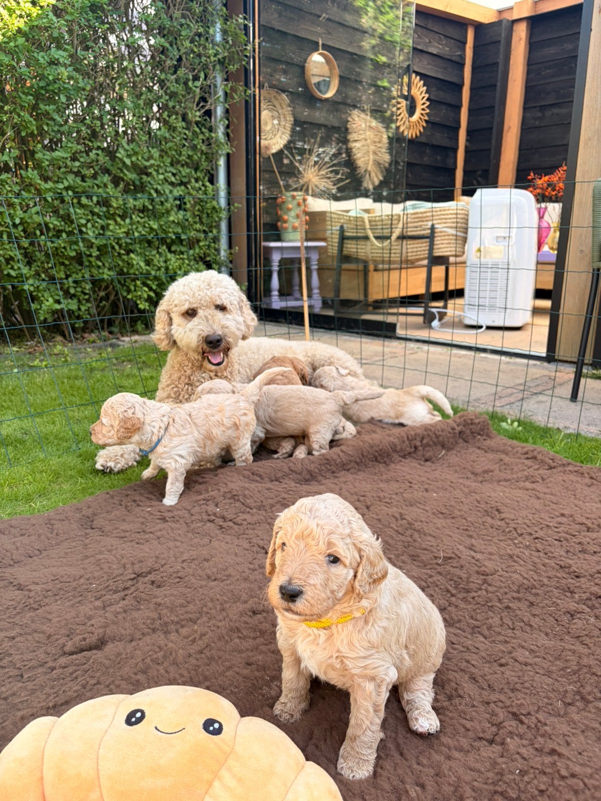 Goldendoodle pups 7 juni geboren 2 teefjes en 6 reutjes, Parvo, Overige rassen, 8 tot 15 weken, Meerdere dieren