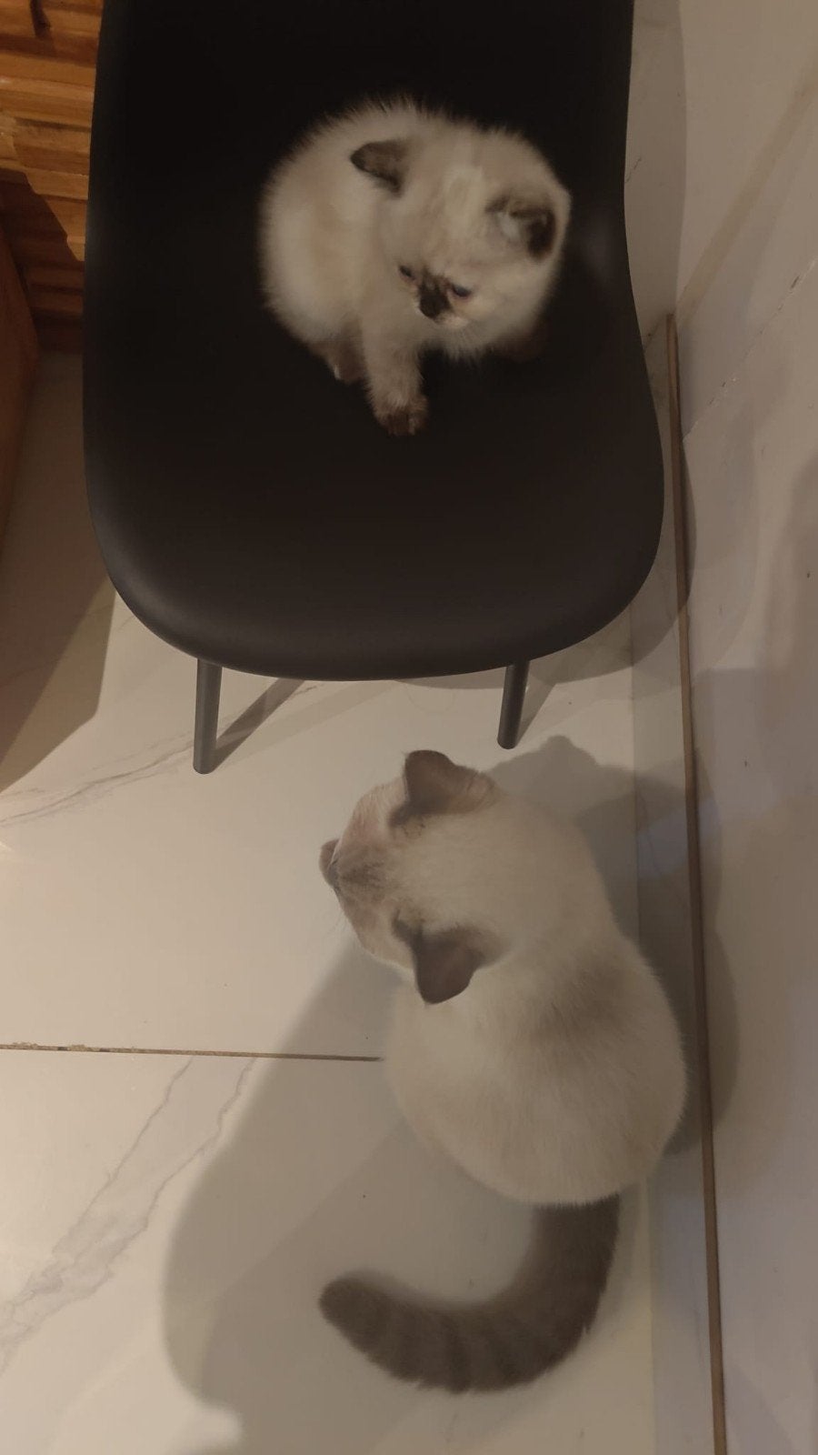 Britse Korthaar x Ragdoll kittens 7 weken mogen direct mee, Meerdere dieren, Ontwormd