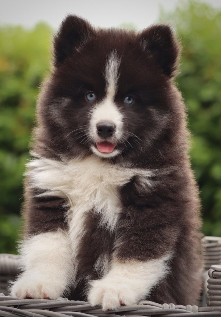 Mooie Pomsky puppy's te koop, Dieren en Toebehoren, Overige rassen, 8 tot 15 weken, Parvo, Meerdere