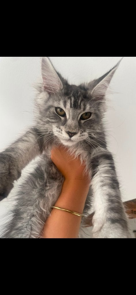 Maine coon girl, Dieren en Toebehoren, Katten en Kittens | Raskatten | Langhaar, Poes, Ontwormd, 0 tot 2 jaar