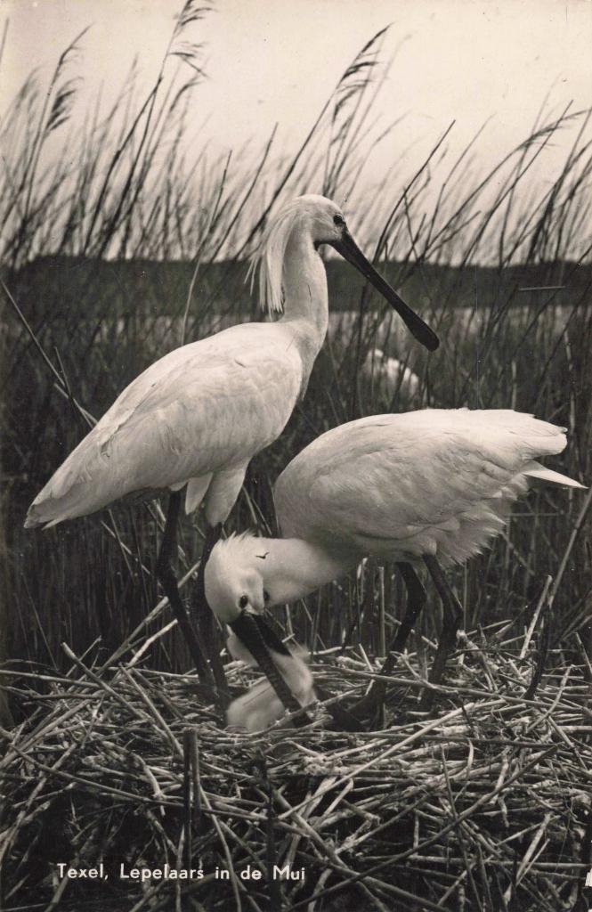 Texel Lepelaars in de Mui OM160, Ophalen, 1940 tot 1960, Gelopen, Waddeneilanden