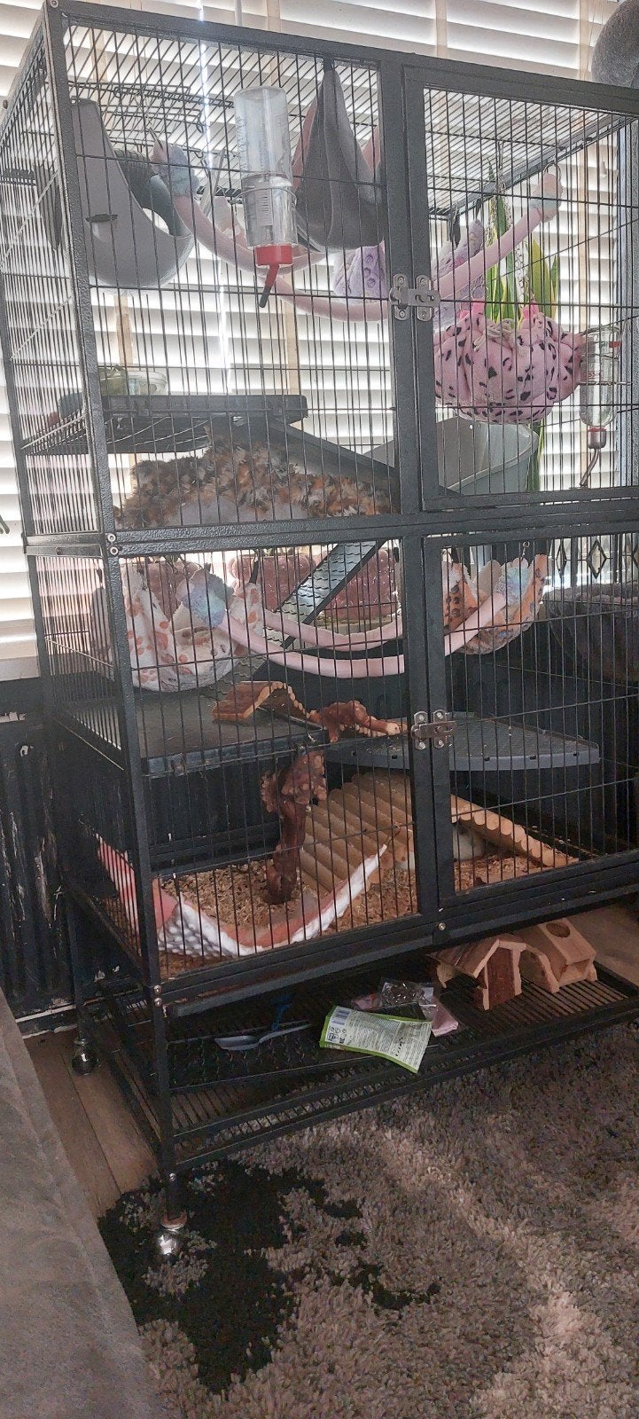 4 jonge ratjes evt met kooi, Dieren en Toebehoren, Ophalen, Kooi, Zo goed als nieuw, 90 cm of meer
