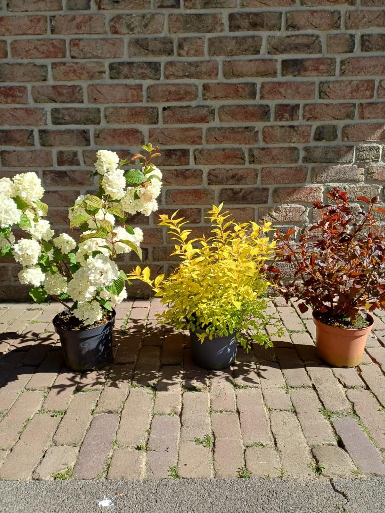 Kleur in de tuin deel 1, Ophalen, Vaste plant, Overige soorten, Volle zon