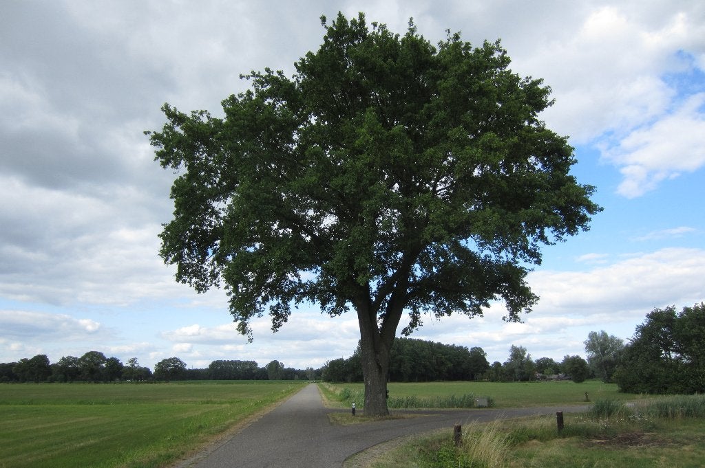 Gratis uw boom of bomen laten kappen, Tuin en Terras, Haardhout, 6 m³ of meer, Ophalen